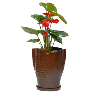 안스리움 A형 상품이미지