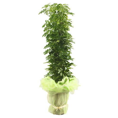 홍콩야자
