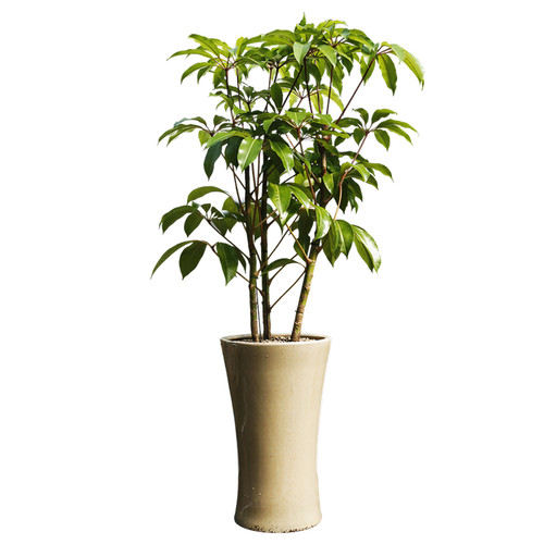 대엽홍콩 B형