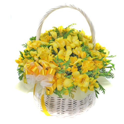 프리지아꽃바구니