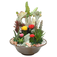 모듬선인장 상품이미지