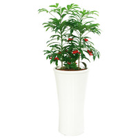 만냥금 B형 상품이미지