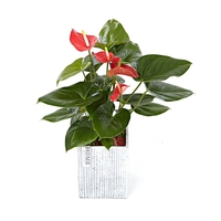 안스리움(미니) 상품이미지