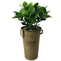 크로시아 A형 상품이미지