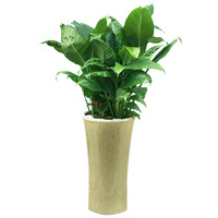 스파트필름 B형 상품이미지