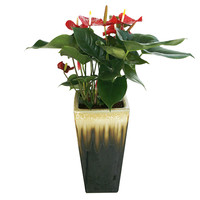 안스리움 B형 상품이미지