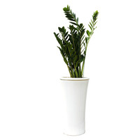 금전수 A형 상품이미지