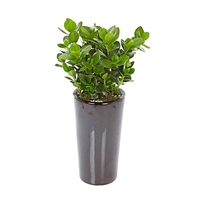 크로시아 B형 상품이미지