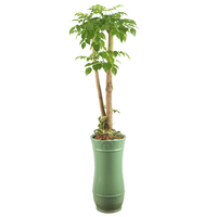 녹보수 A형 상품이미지