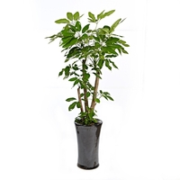 대엽홍콩 A형 상품이미지