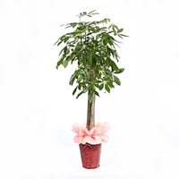 파키라 상품이미지