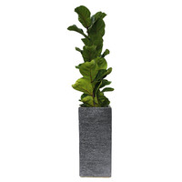 떡갈고무나무 B형 상품이미지