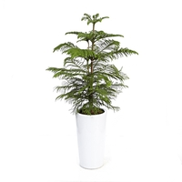 아라우카리아 B형 상품이미지