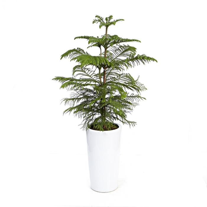 아라우카리아 B형