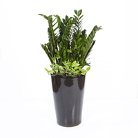 금전수 D형 상품이미지