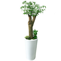 해피트리 B형 상품이미지