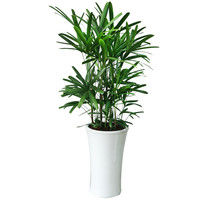 관음죽 B형 상품이미지