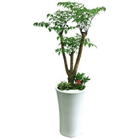 녹보수 D형 상품이미지