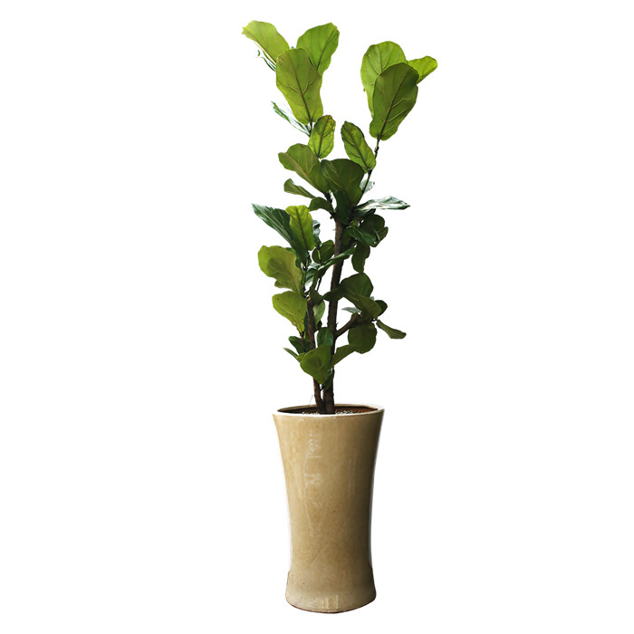 떡갈고무나무 C형