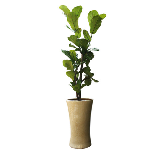 떡갈고무나무 C형