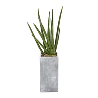 스투키 B형 상품이미지