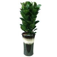 고무나무 D형 상품이미지