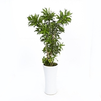 자마이카 A형 상품이미지