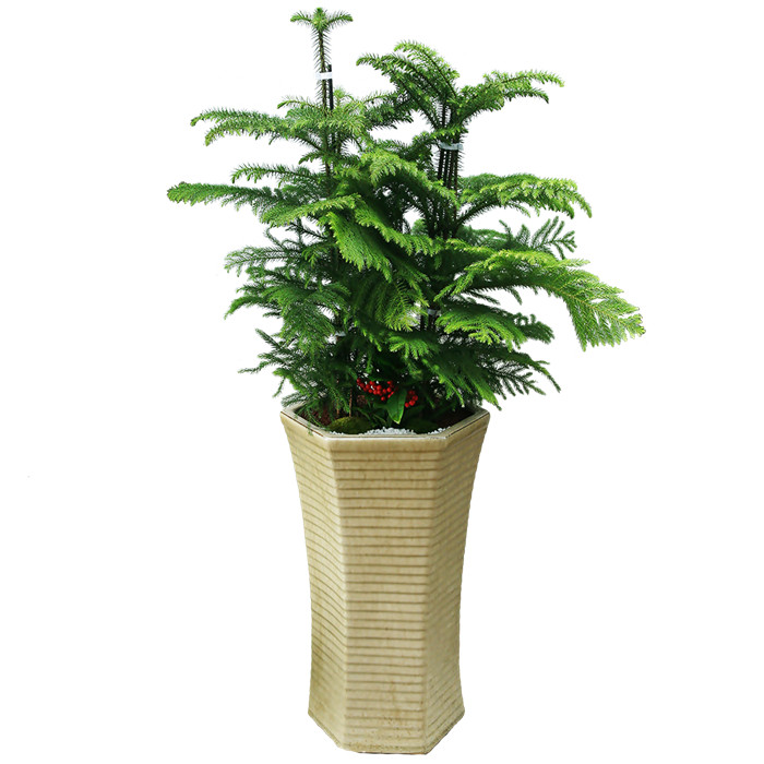 아라우카리아 C형