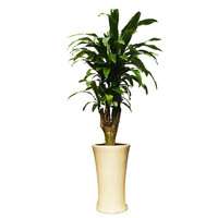 행운목(괴목)  상품이미지