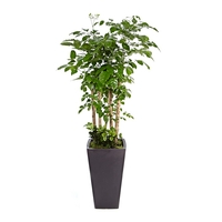 녹보수 F형 상품이미지