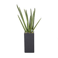 스투키 D형 상품이미지