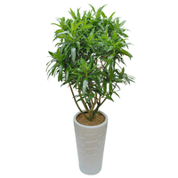 자마이카 B형 상품이미지