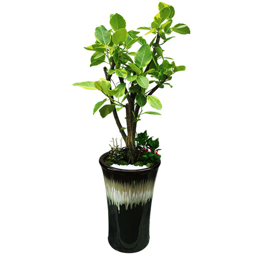 뱅갈고무나무 B형