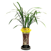 한란(고급형) 상품이미지