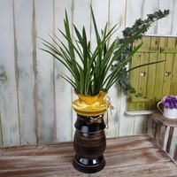 황금채홍 상품이미지