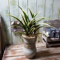 황금일향 상품이미지