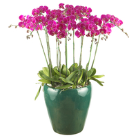 호접란(진핑크) 상품이미지