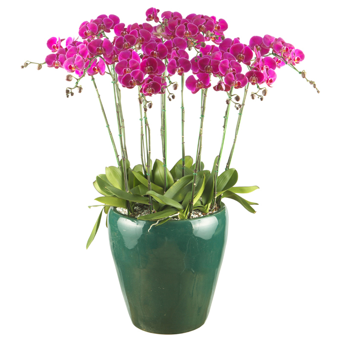 호접란(진핑크)