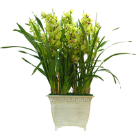 심비디움(그린) 상품이미지