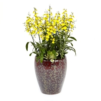 온시디움 상품이미지