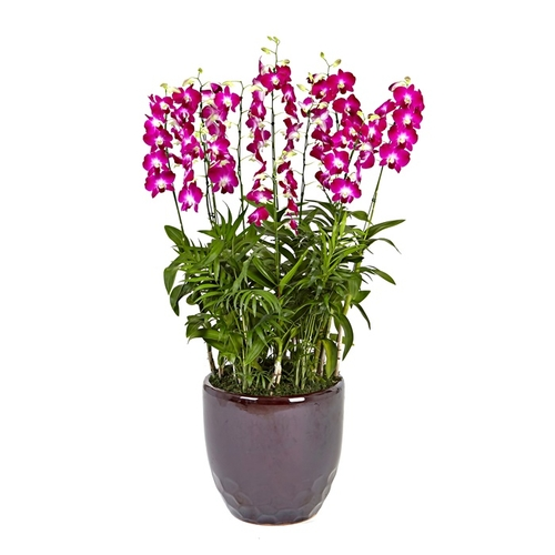 덴파레(핫핑크)