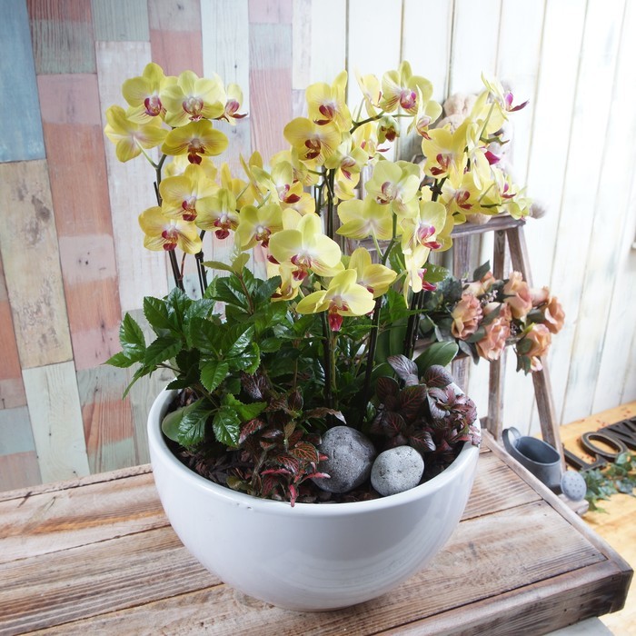 호접란(옐로우) 1호