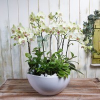 호접란(옐로우) 4호 상품이미지