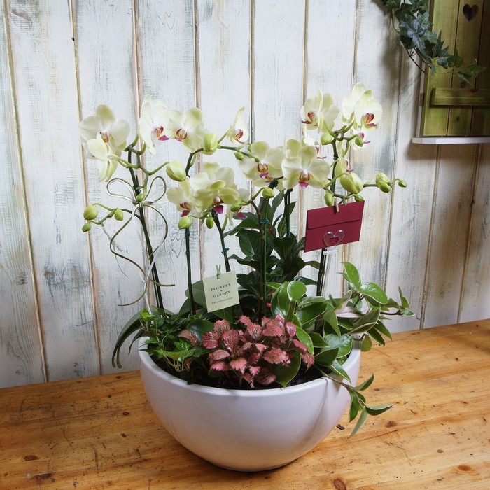 호접란(옐로우) 5호