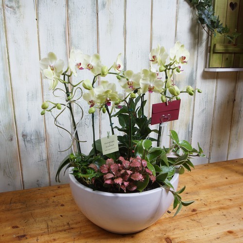 호접란(옐로우) 5호