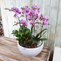 만천홍 6호 상품이미지