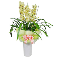 심비디움(겨울용) 상품이미지