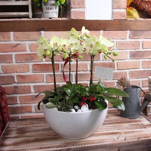 호접란(옐로우) 6호