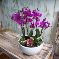 만천홍 1호 상품이미지