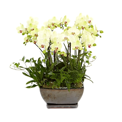 호접란(옐로우) 7호